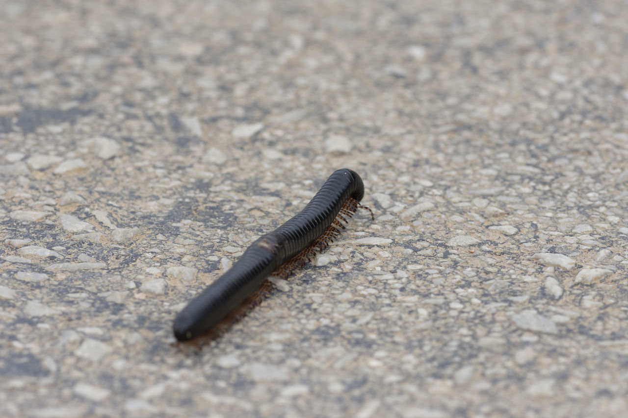 Close-up of millipede