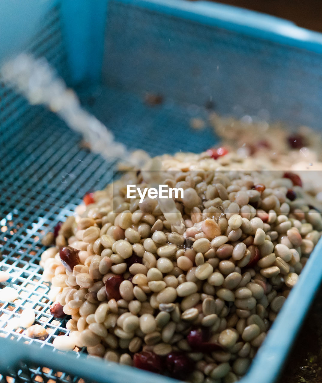 HIGH ANGLE VIEW OF ROASTED COFFEE BEANS ON CONTAINER