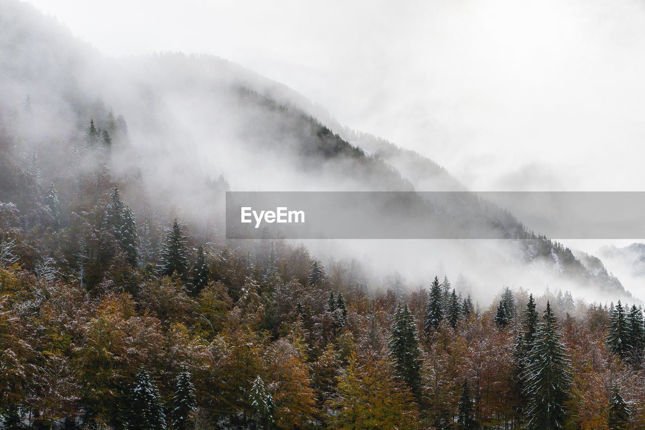 SCENIC VIEW OF FOREST AGAINST SKY