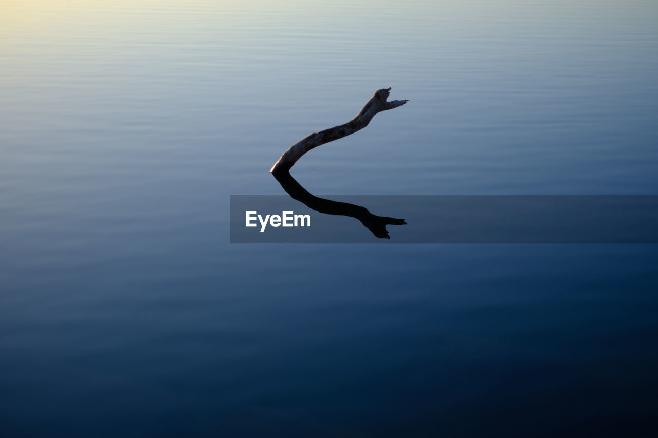 SWAN IN A LAKE