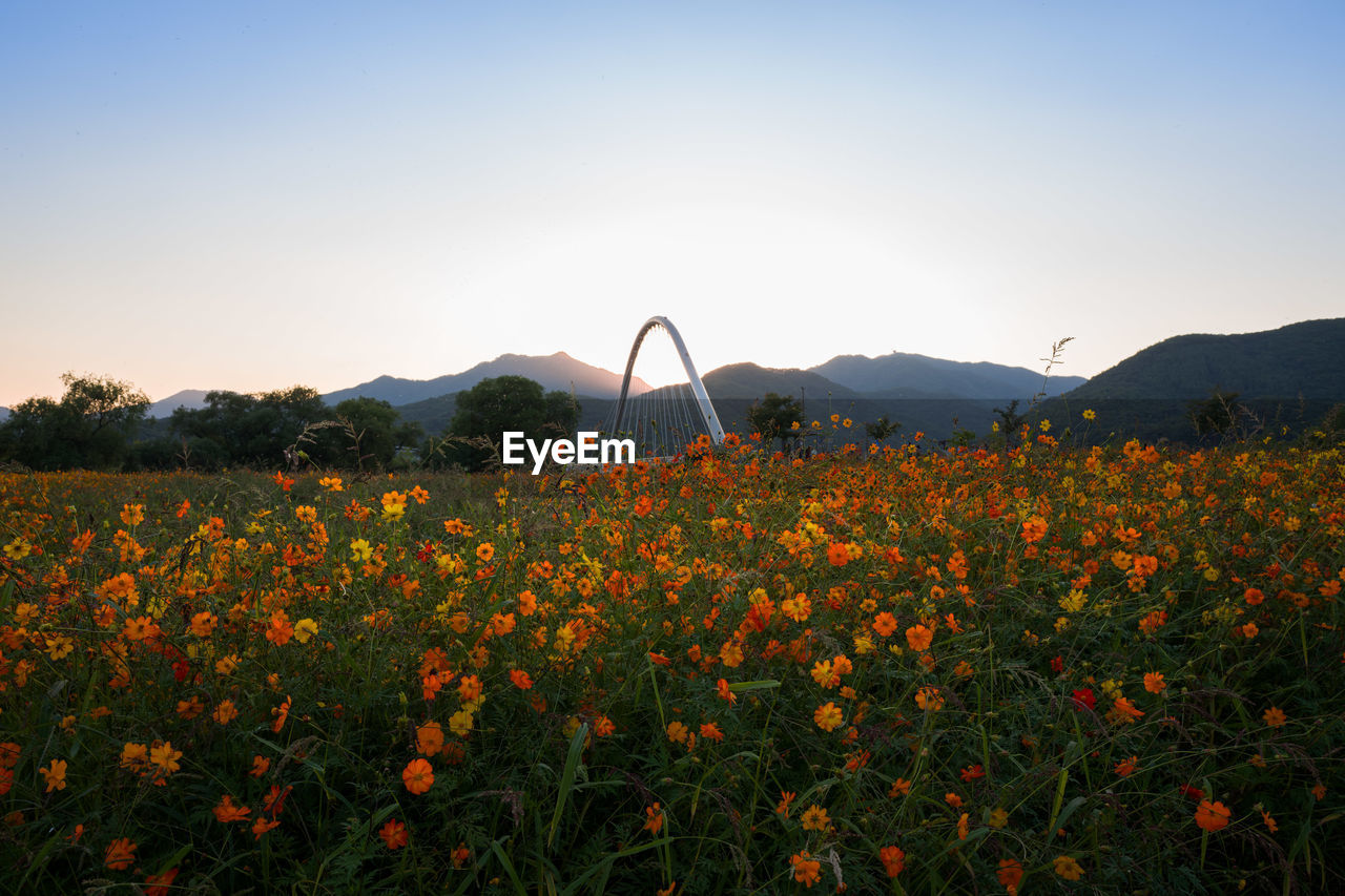 Scenic view of flowering plants on field against sky during sunset