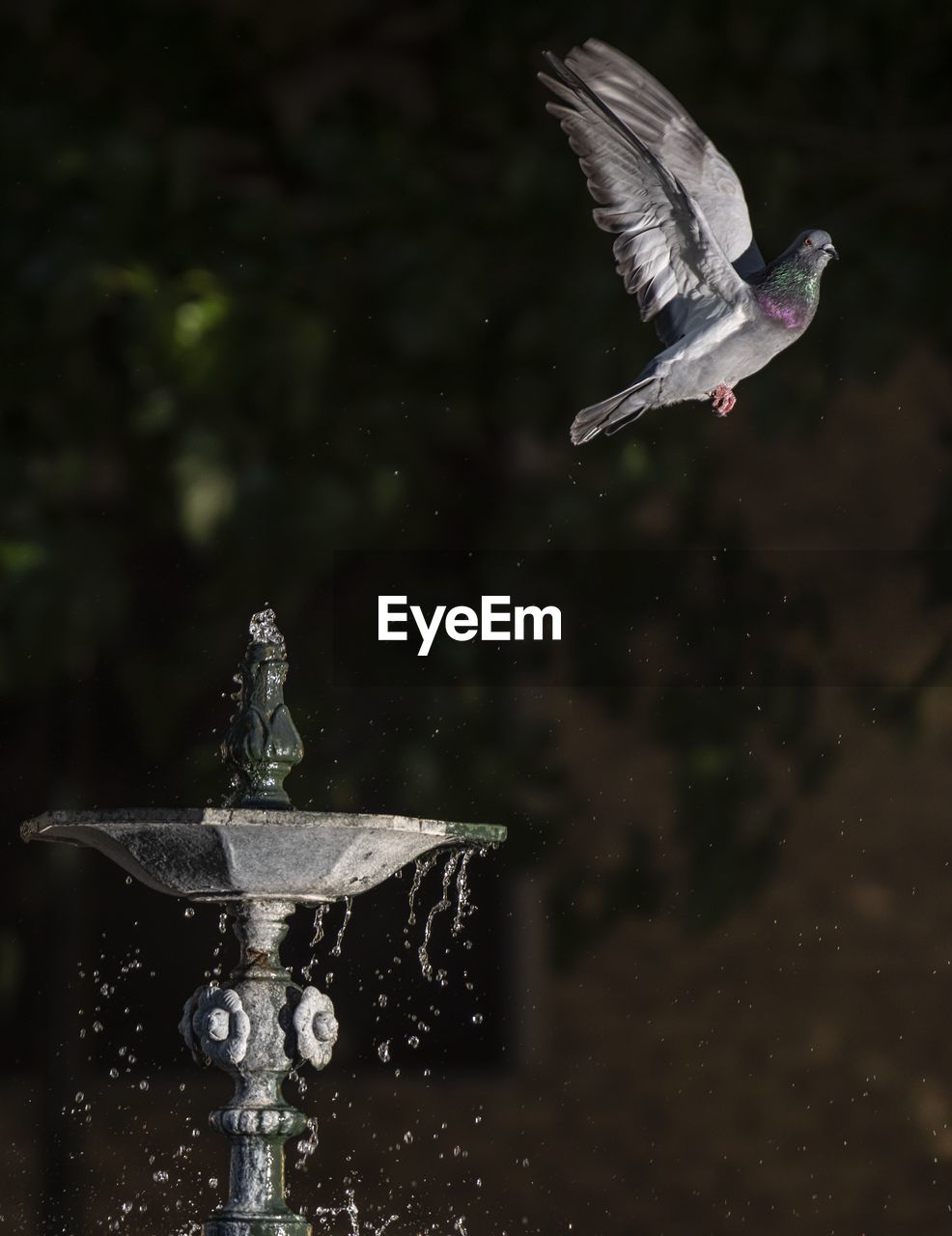 BIRD FLYING OVER WATER