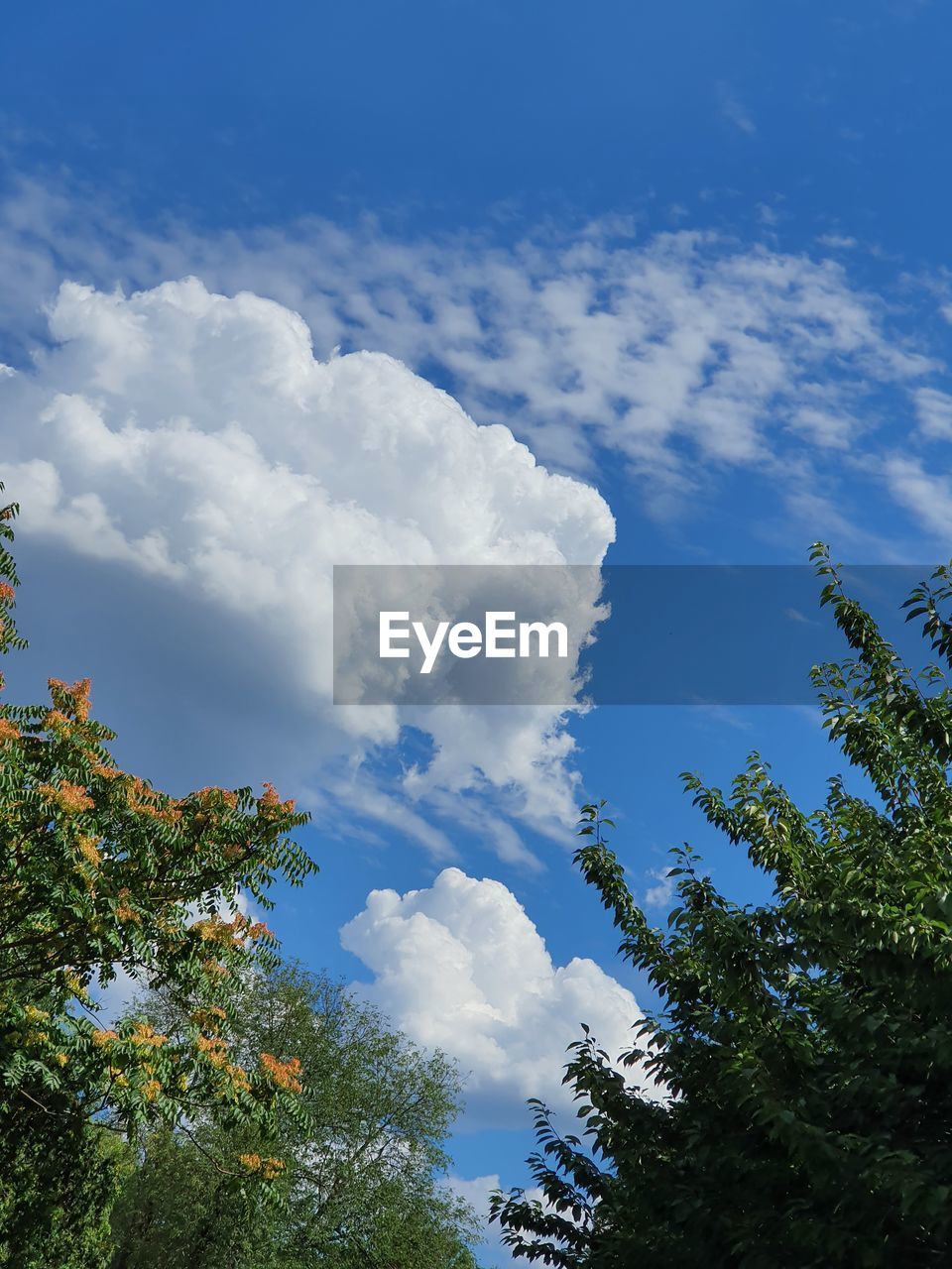 LOW ANGLE VIEW OF TREES AGAINST CLOUDY SKY