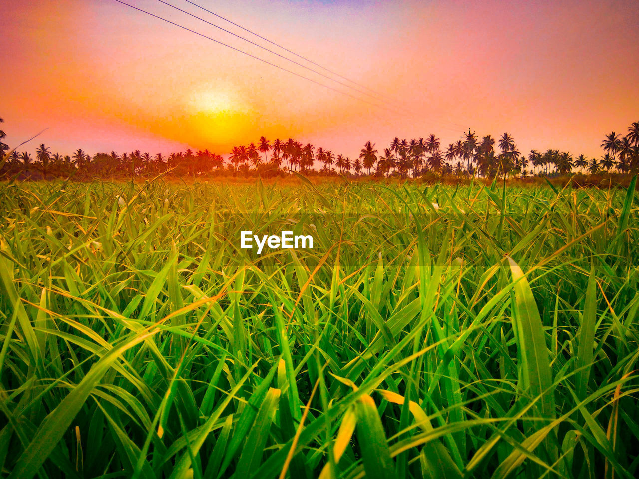 CROPS GROWING ON FIELD AGAINST SKY