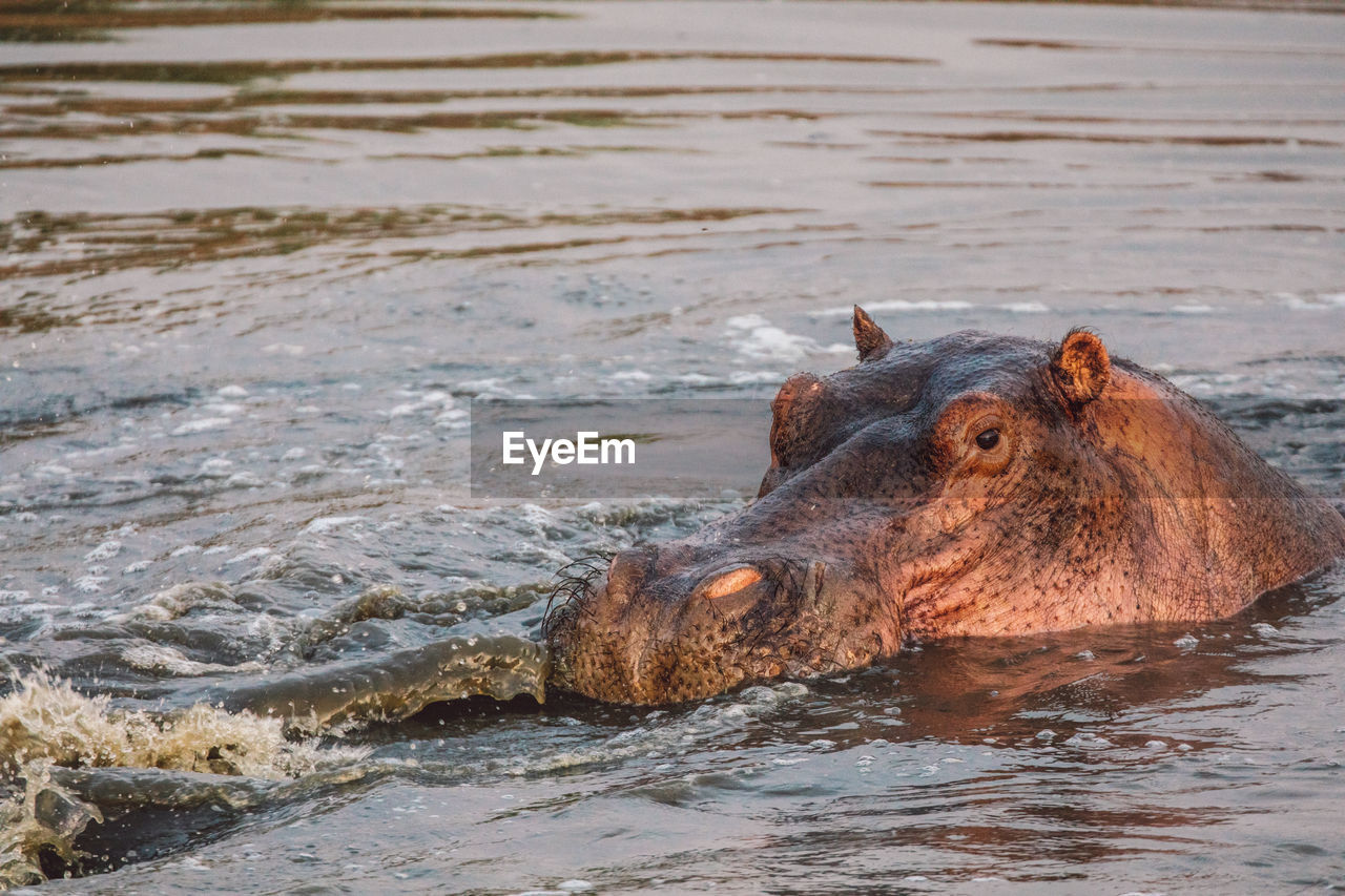Hippos in a lake