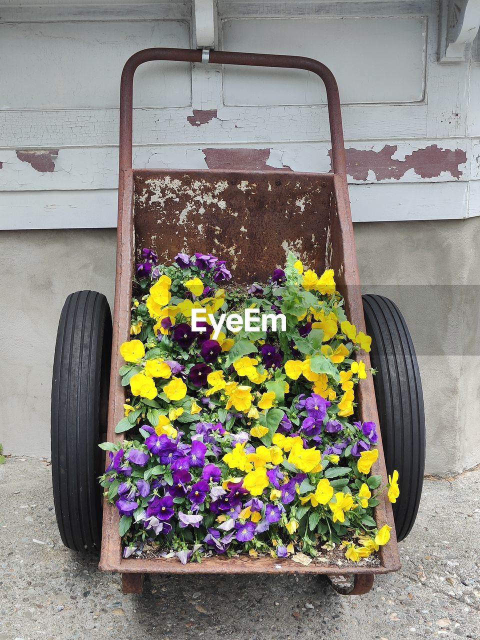 yellow, flowering plant, flower, plant, wheel, nature, freshness, no people, day, multi colored, growth, outdoors, transportation, mode of transportation, spring, beauty in nature, purple, vehicle, fragility