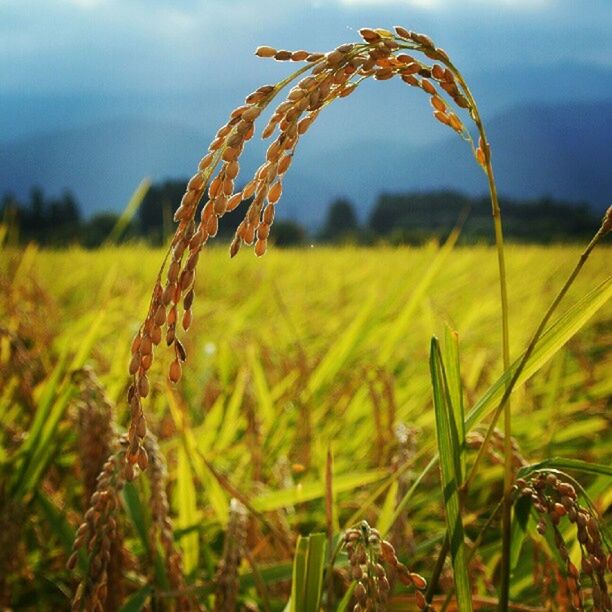 LOW ANGLE VIEW OF WHEAT FIELD