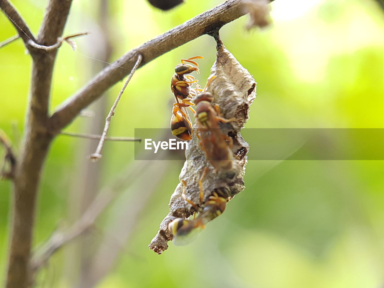 Close-up of bees hanging on branch