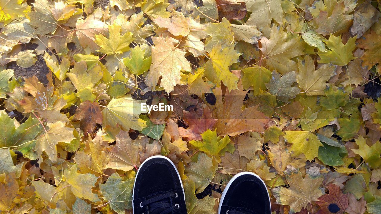 Low section of person standing on yellow maple leaves