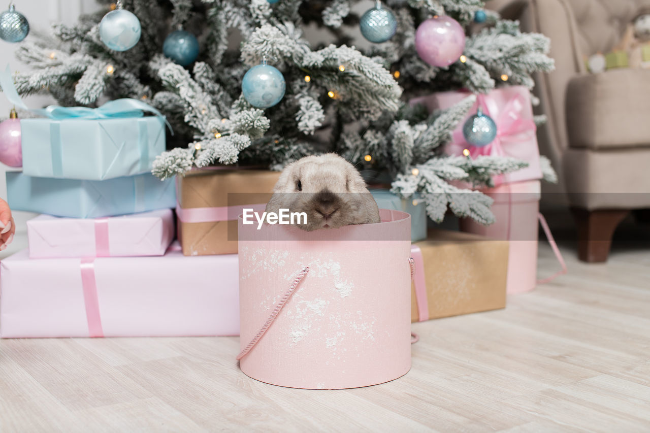 Cute lop-eared rabbit is sitting in a round pink box under the christmas tree with gifts