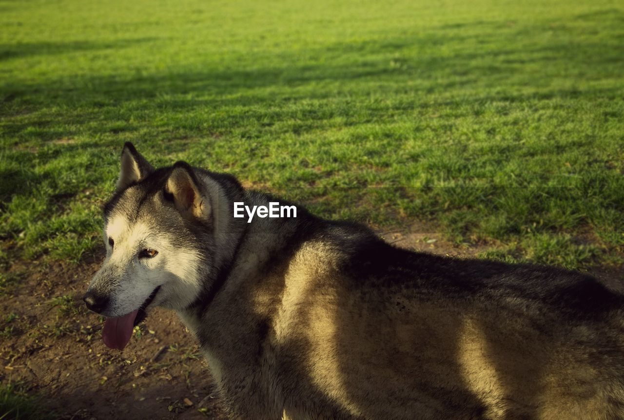 Side view of siberian husky on field