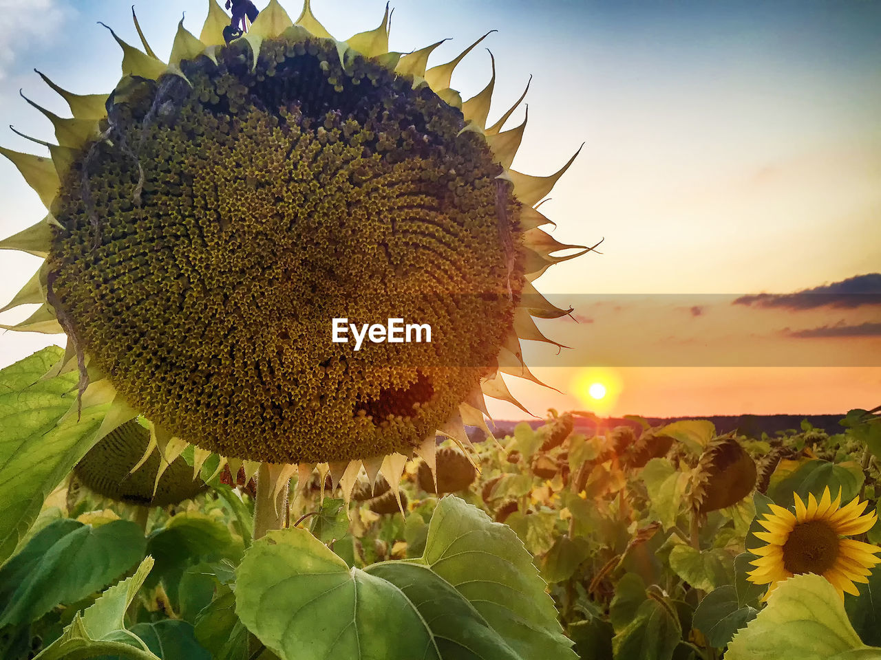 CLOSE-UP OF SUNFLOWER IN FIELD