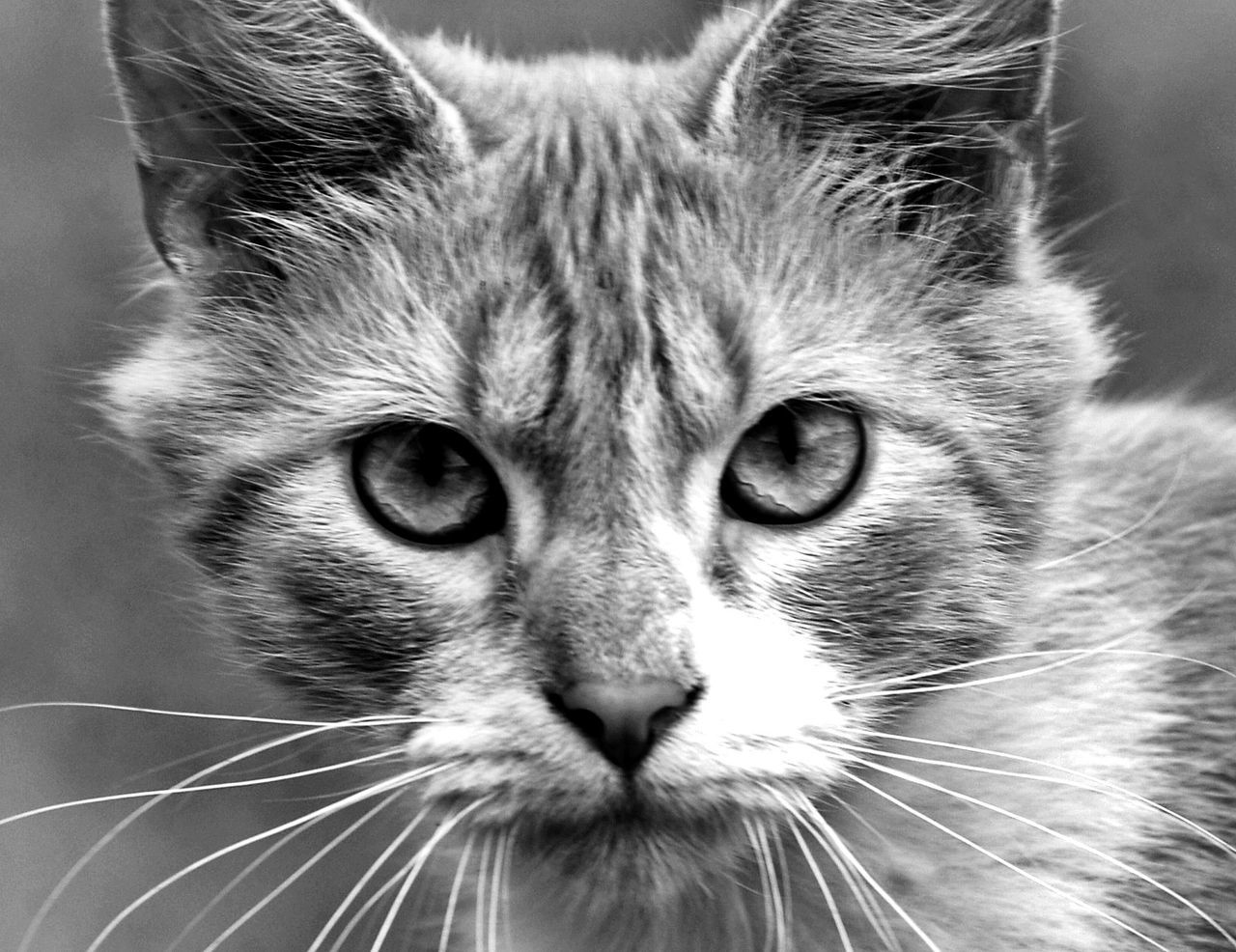 CLOSE-UP PORTRAIT OF CAT WITH EYES