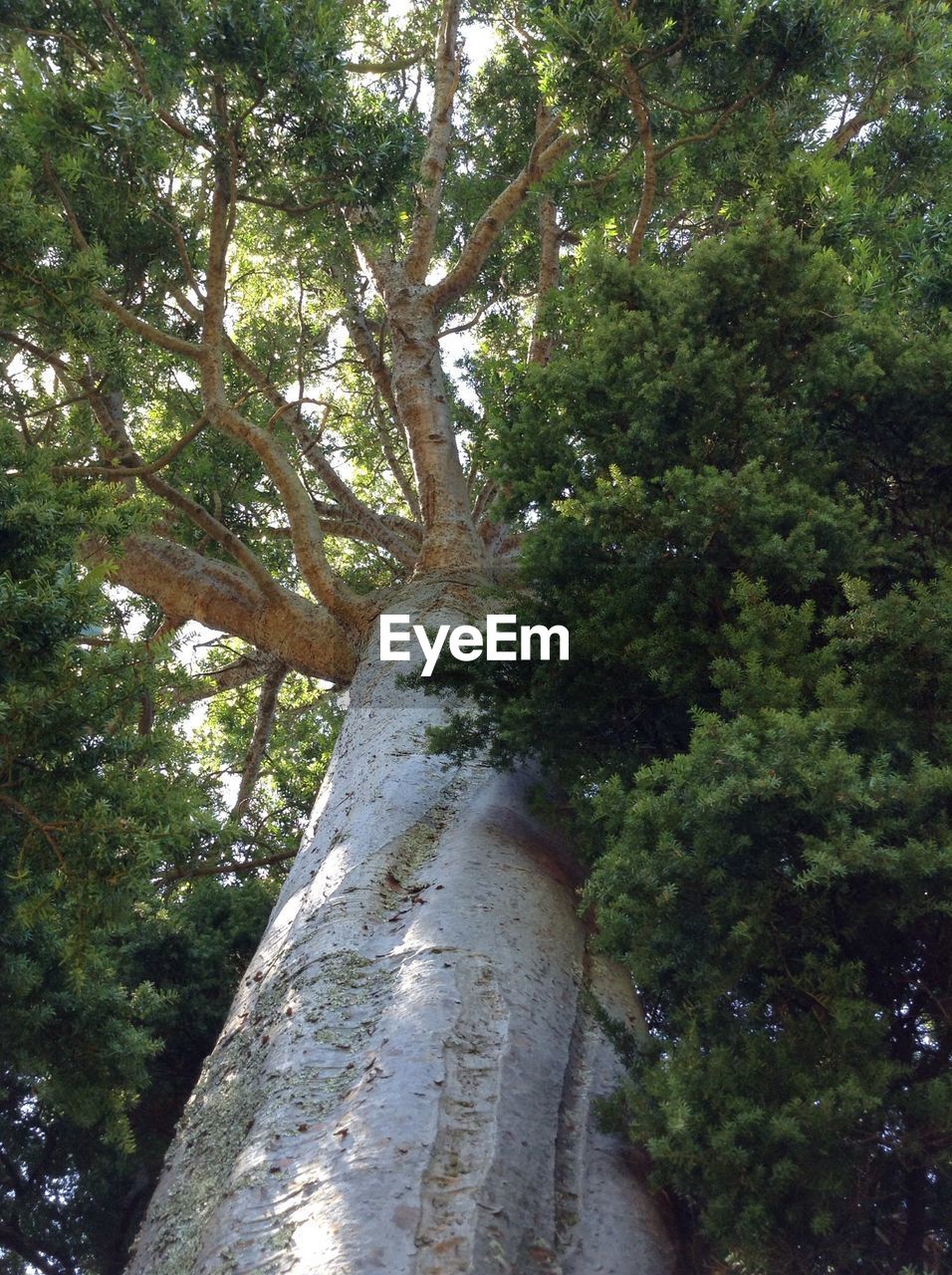 Low angel view of kauri in forest