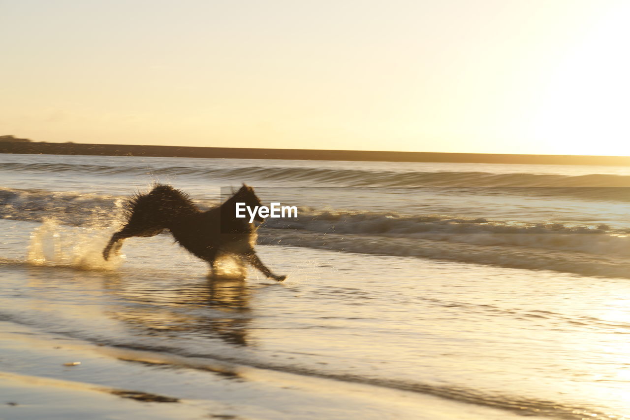 Dog running on shore against sky during sunset