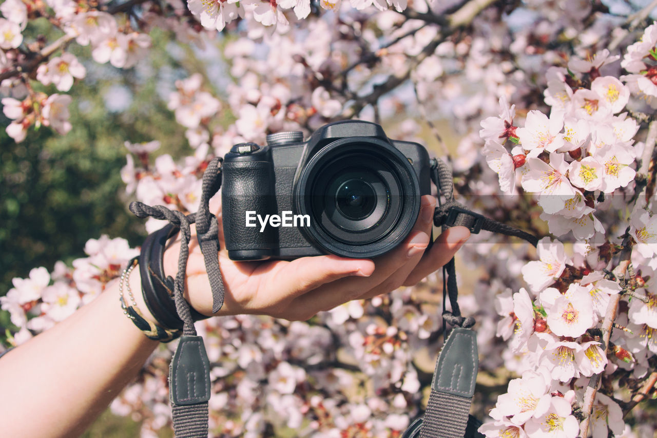 Cropped hand of person holding camera by cherry tree