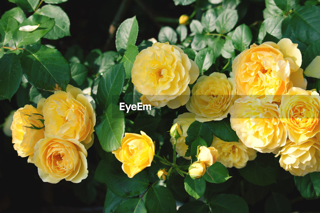 Close-up of yellow roses