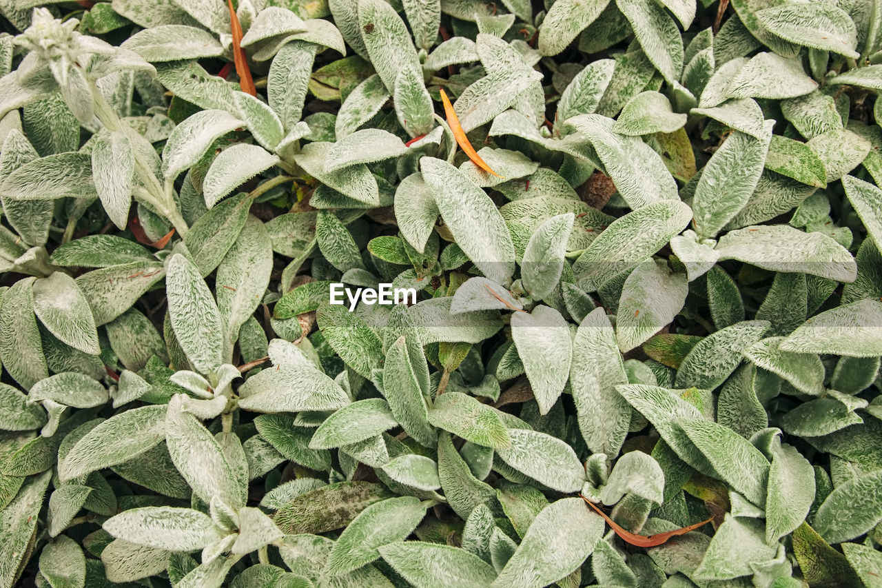 FULL FRAME SHOT OF LEAVES