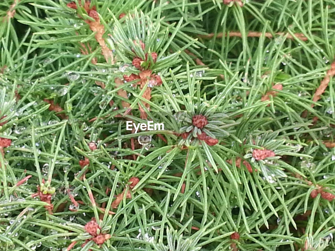 CLOSE-UP OF RED FLOWERS