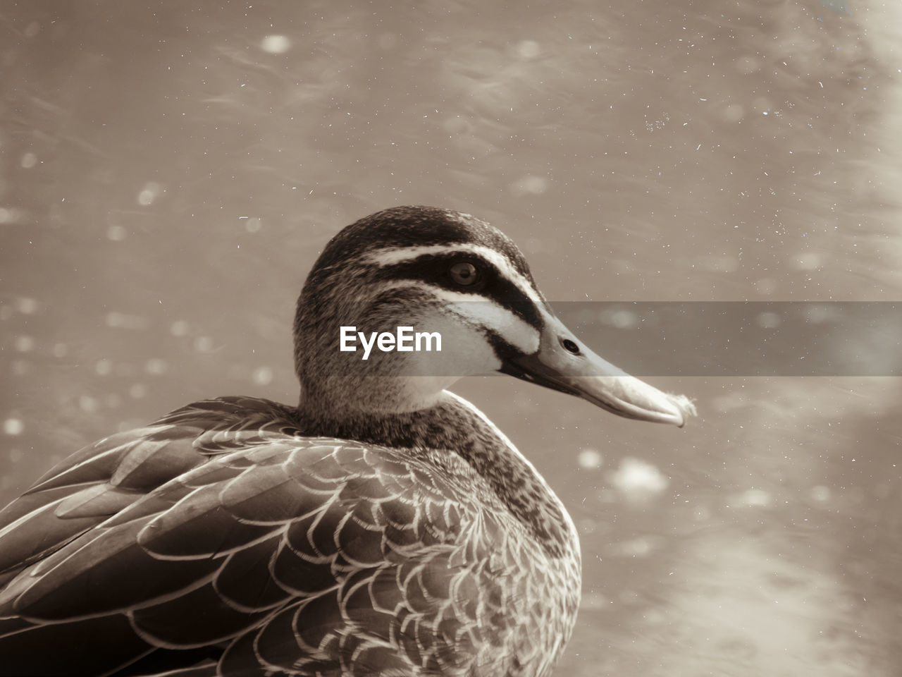 CLOSE-UP OF MALLARD DUCK SWIMMING IN LAKE