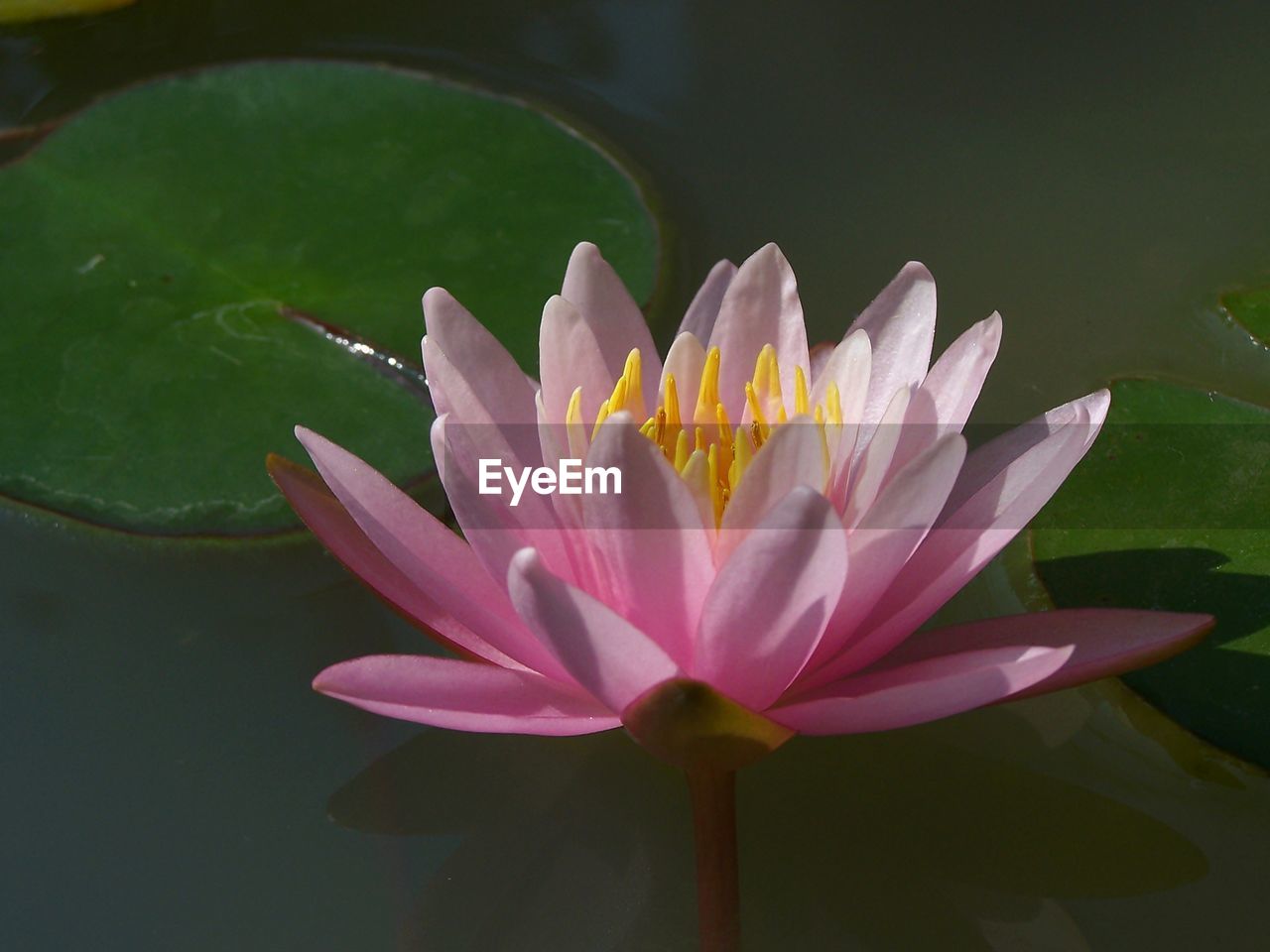 CLOSE-UP OF PINK LOTUS WATER LILY IN POND