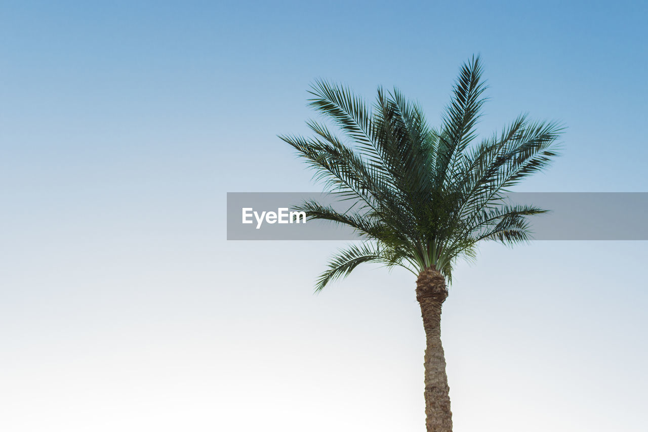 One palm tree over blue sky background