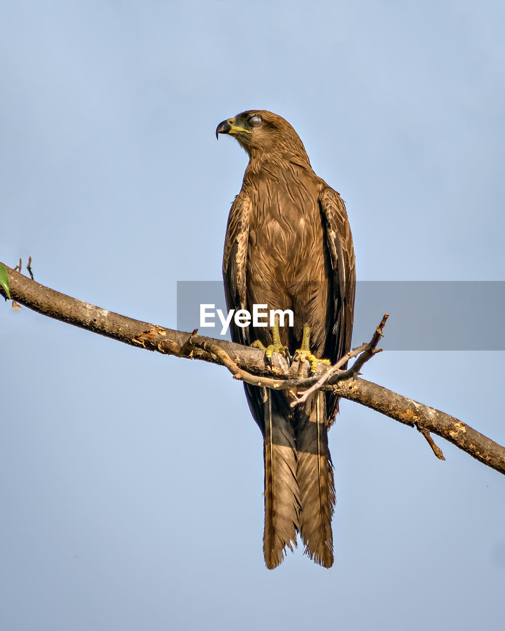 Close up image of black kite milvus migrans bird sitting on top of tree.