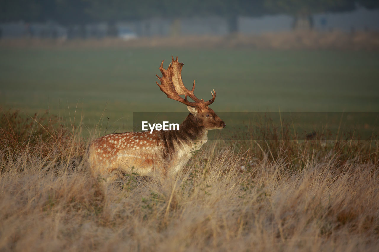 Deer standing on field