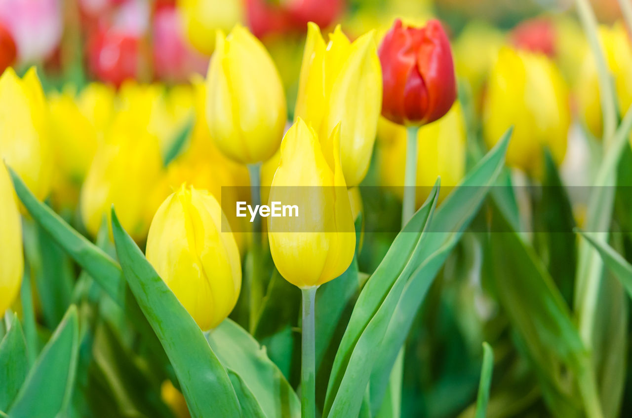 Close-up of yellow tulips on field