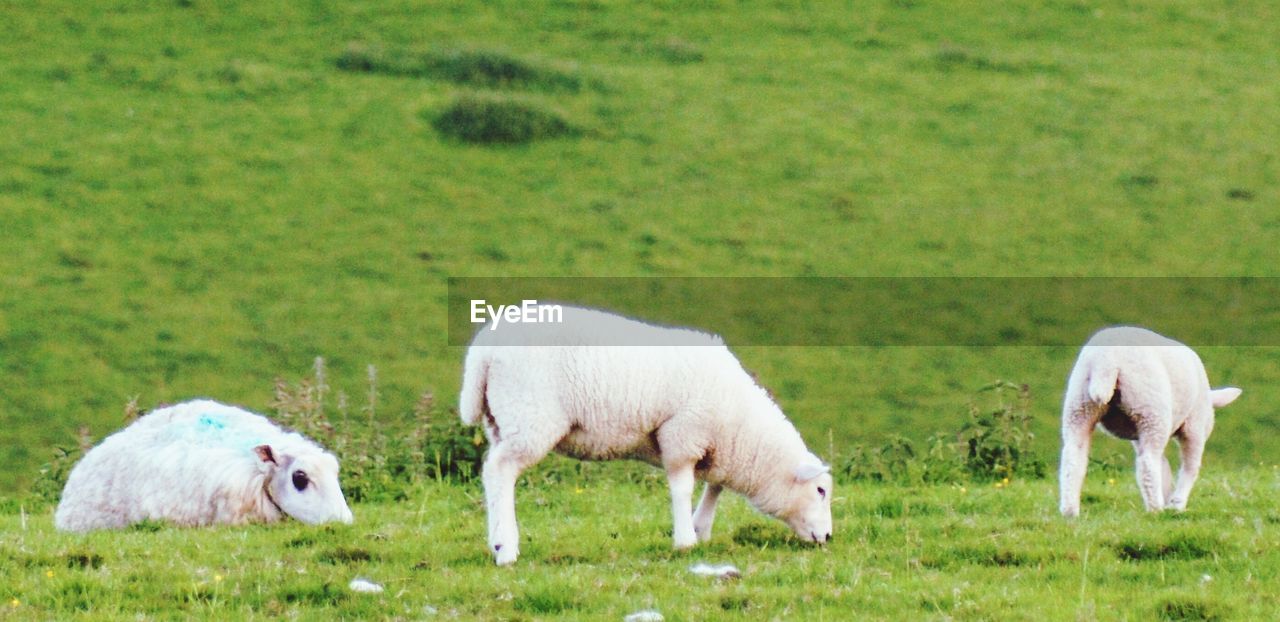 SHEEP IN A FIELD