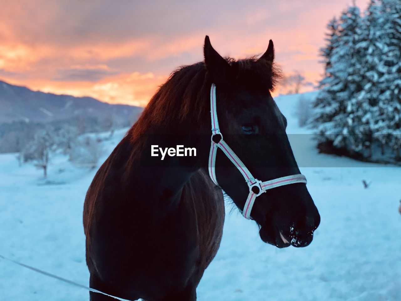 Horse in snow