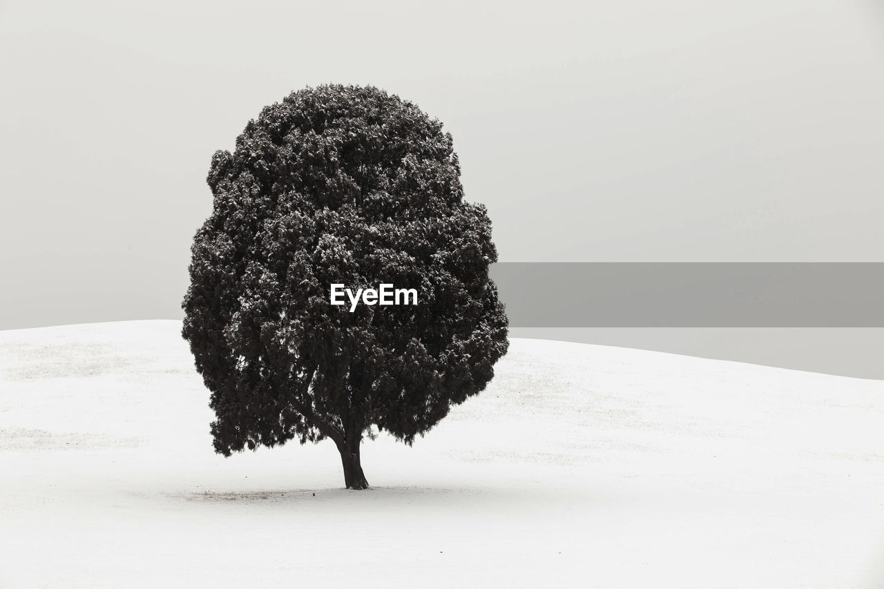 Close-up of tree against white background