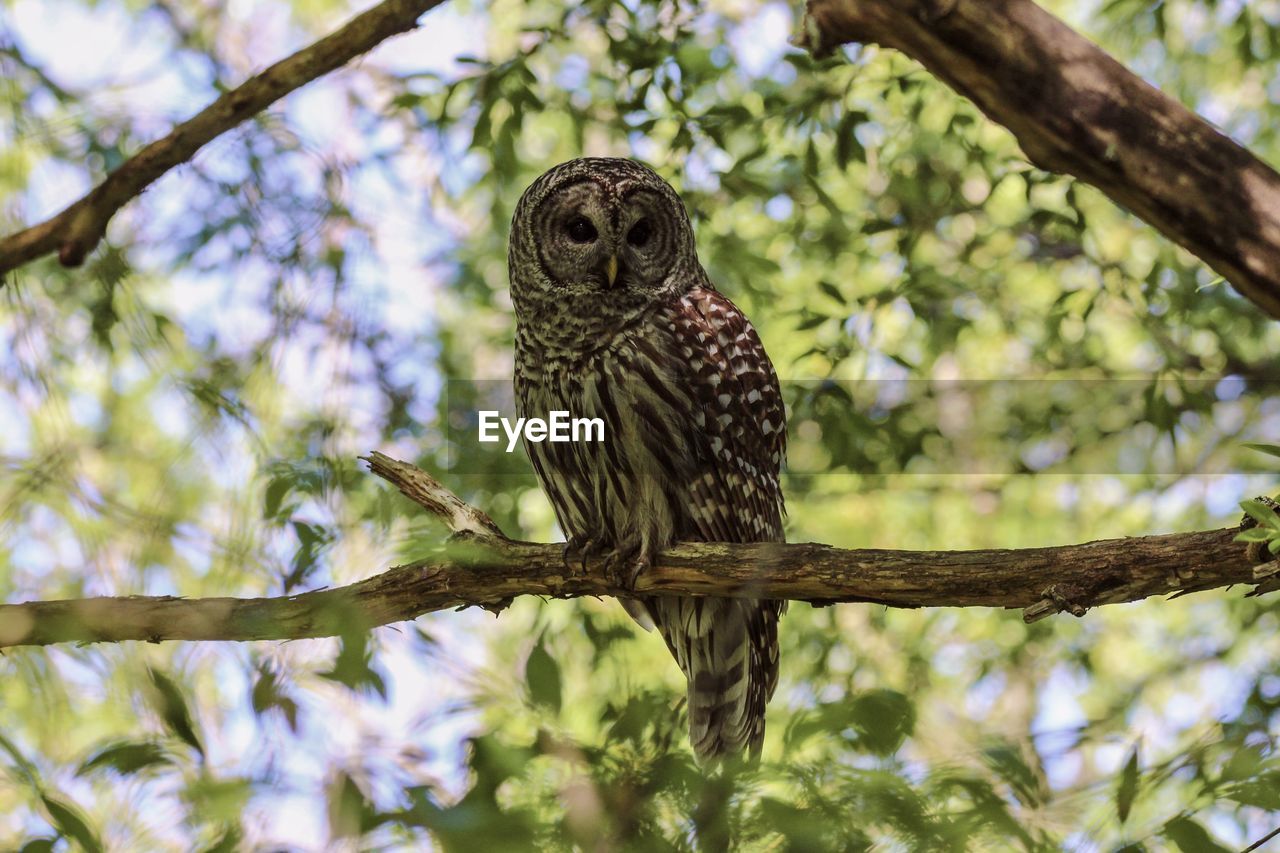 animal themes, animal, bird, animal wildlife, tree, wildlife, owl, one animal, plant, branch, bird of prey, perching, great grey owl, beak, nature, no people, low angle view, outdoors, hawk, beauty in nature, full length, day