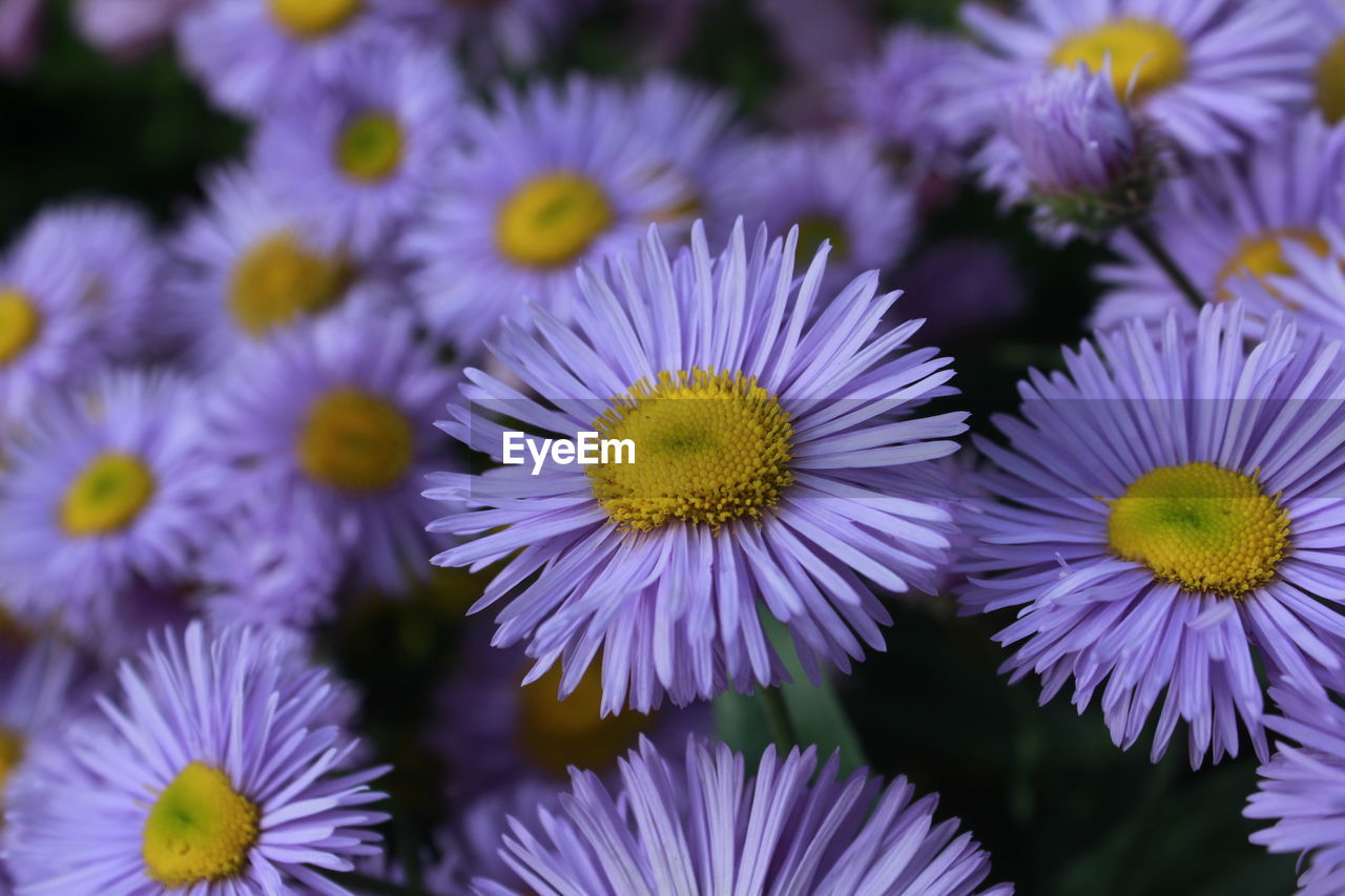 Close-up of purple flowering plants