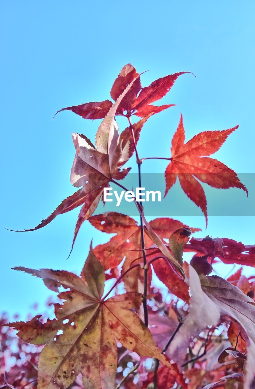 Close-up of red maple leaves against blue sky