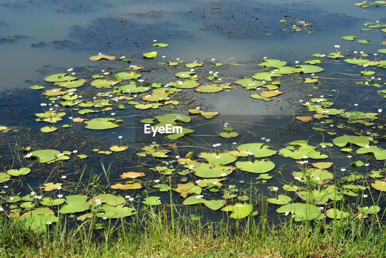 Lily plant in a swamp wetland lake located in putrajaya, malaysia