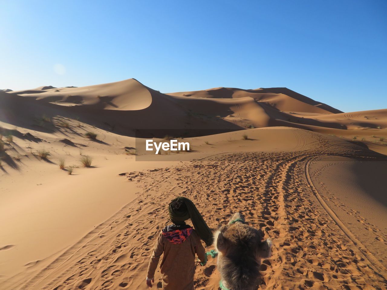 Rear view of man walking with camel at desert against blue sky