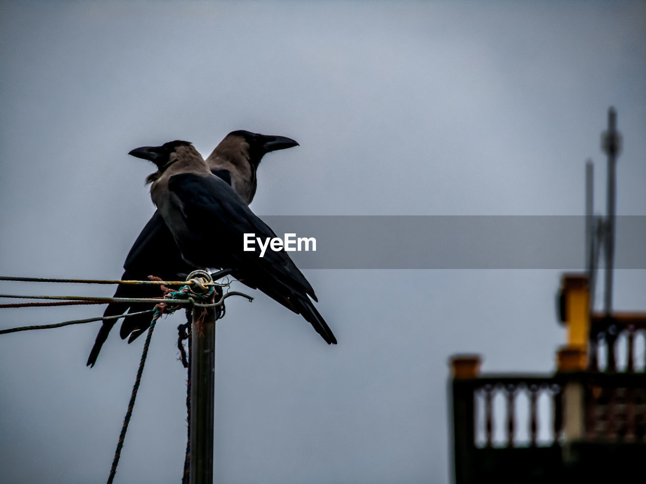 LOW ANGLE VIEW OF BIRD ON WOODEN POST AGAINST SKY