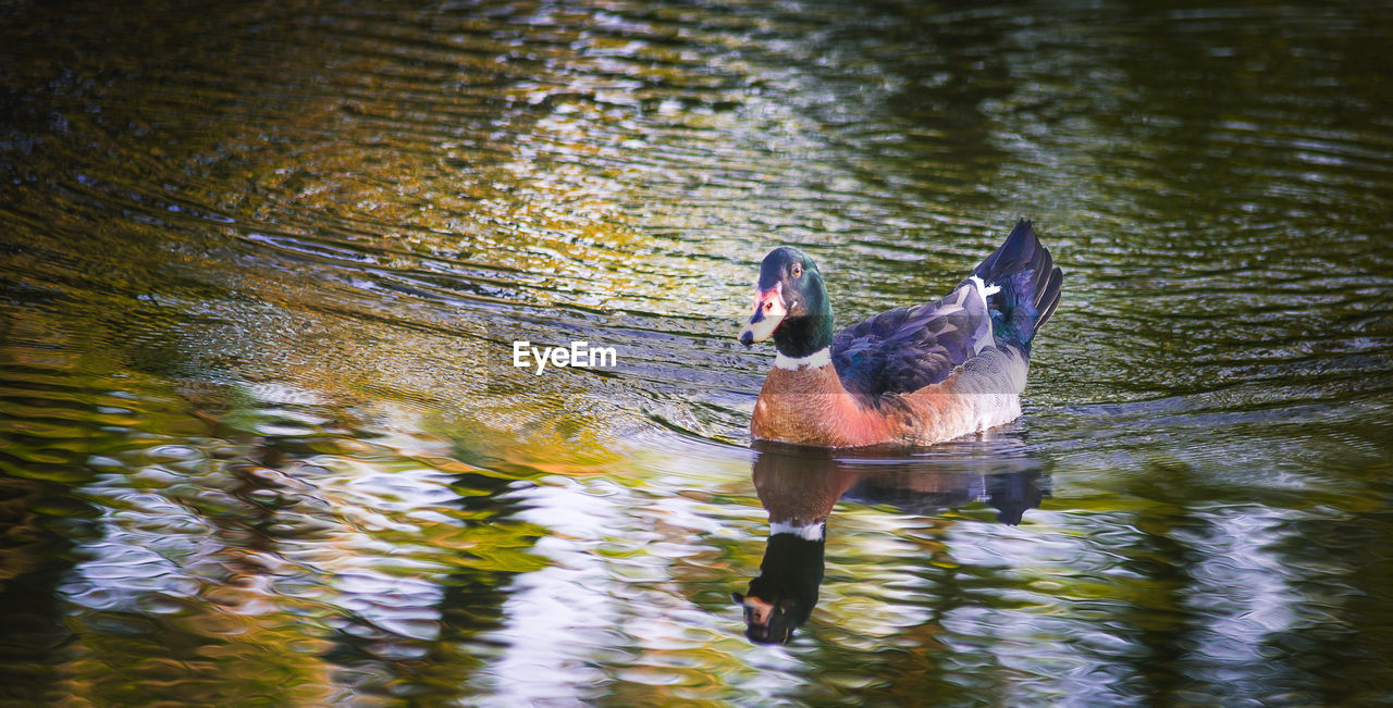 DUCK SWIMMING ON LAKE