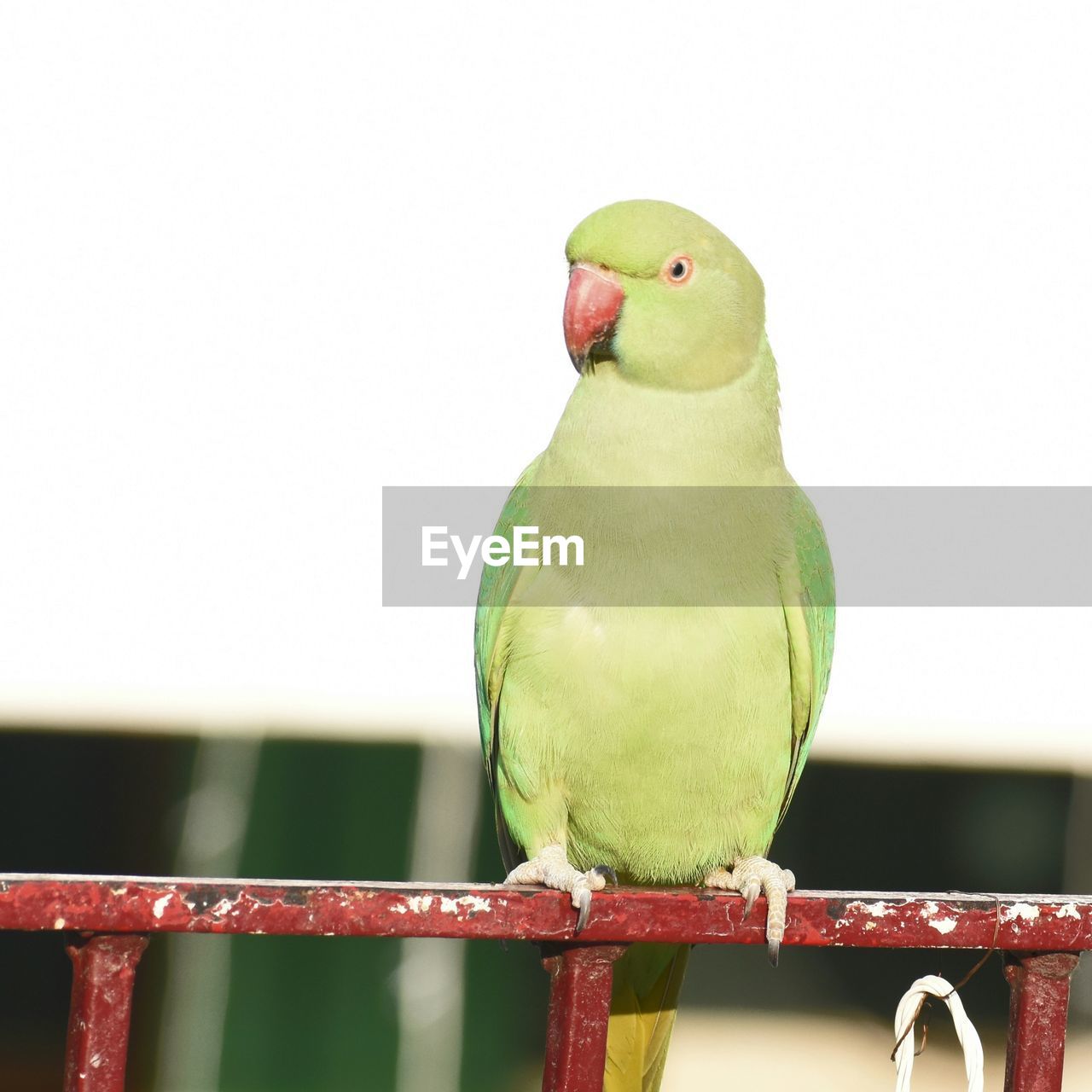 VIEW OF PARROT PERCHING ON RAILING