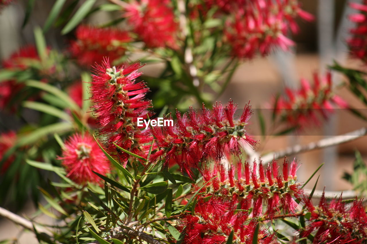 CLOSE-UP OF RED FLOWERS AND PLANTS