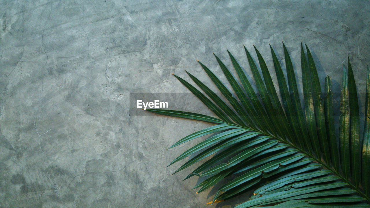 The palm leaf on a concrete wall. modern cement wall with partially covered tree leaves.