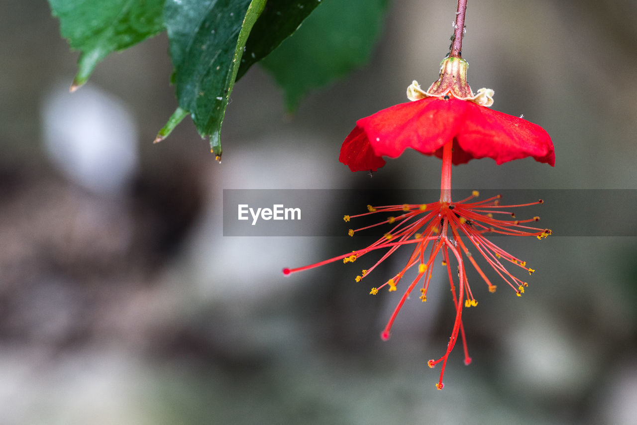 Close-up of red blossom  growing on tree
