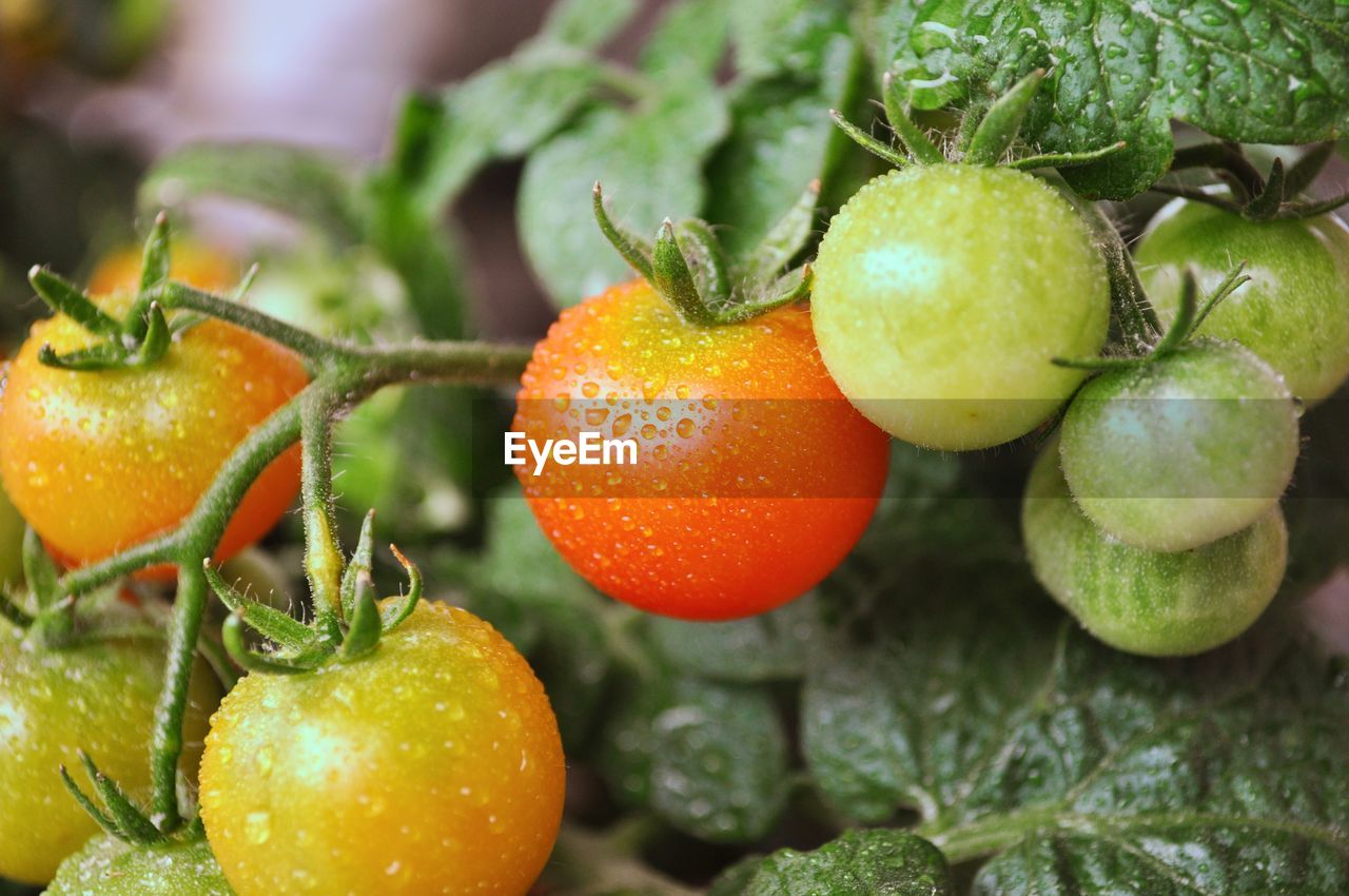 Close-up of wet tomatoes growing on plant