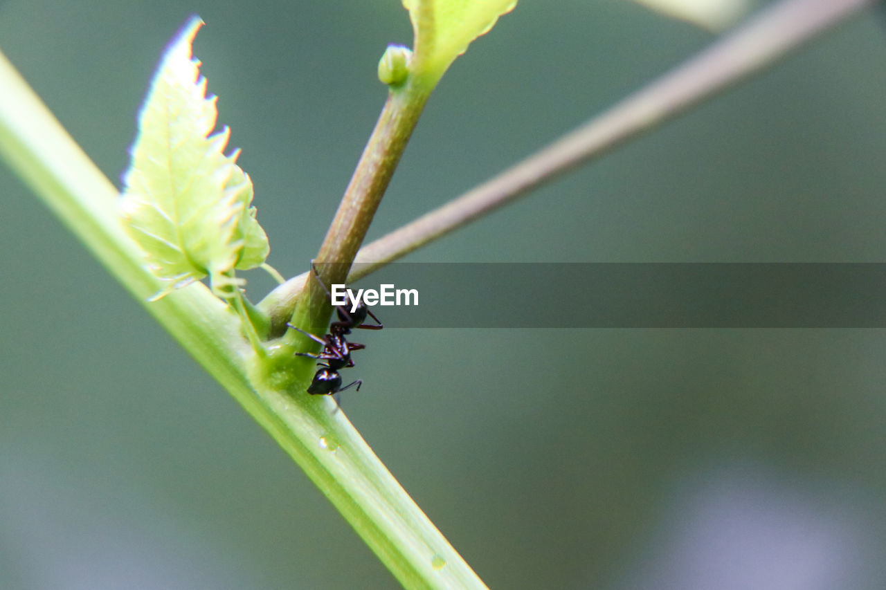 INSECT ON LEAF