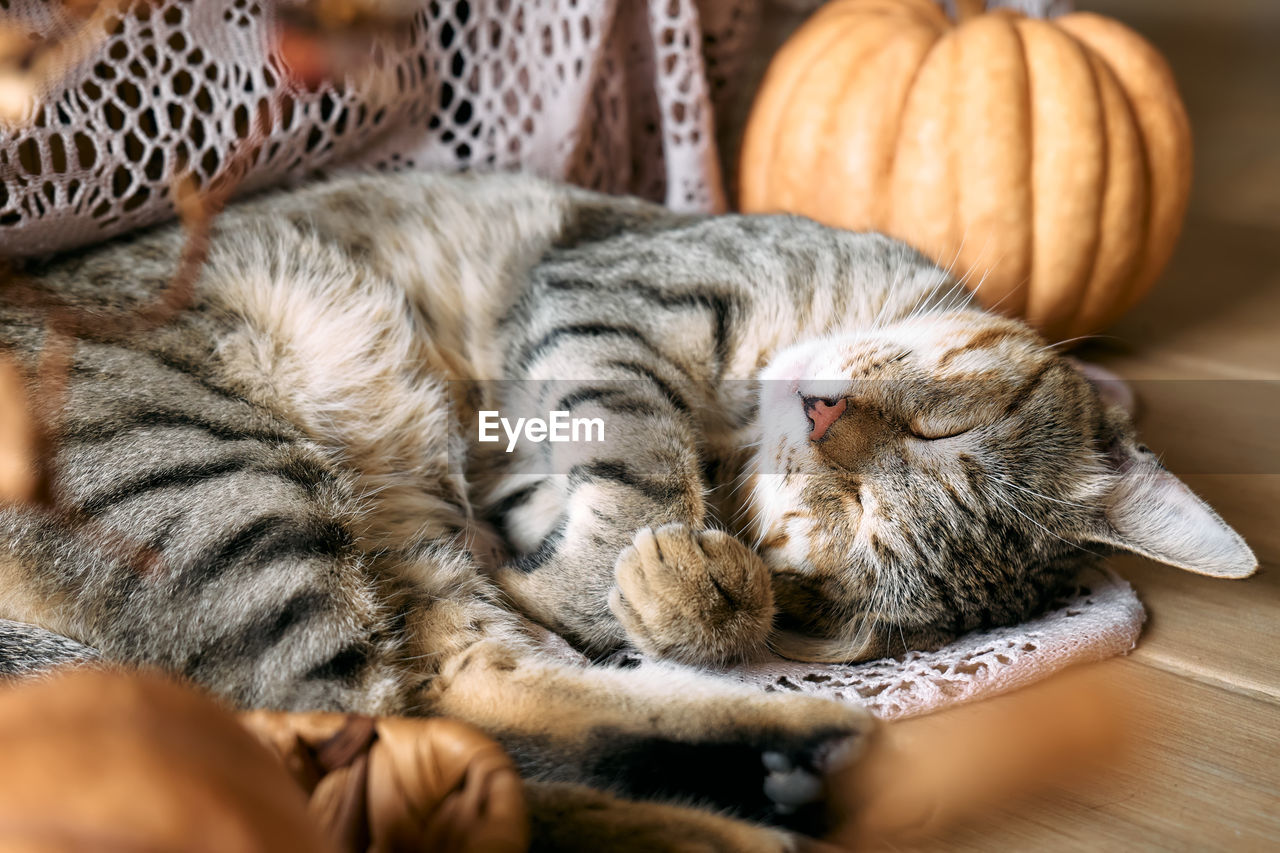 cat, pet, animal themes, animal, mammal, domestic animals, domestic cat, one animal, relaxation, feline, whiskers, lying down, felidae, carnivore, indoors, no people, sleeping, food, food and drink, kitten, eyes closed, resting, selective focus, small to medium-sized cats, portrait, close-up, cute