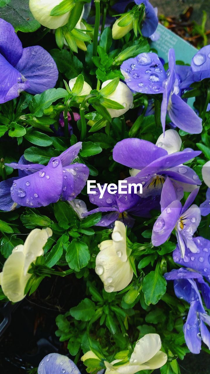 CLOSE-UP OF PURPLE FLOWERS GROWING IN WATER