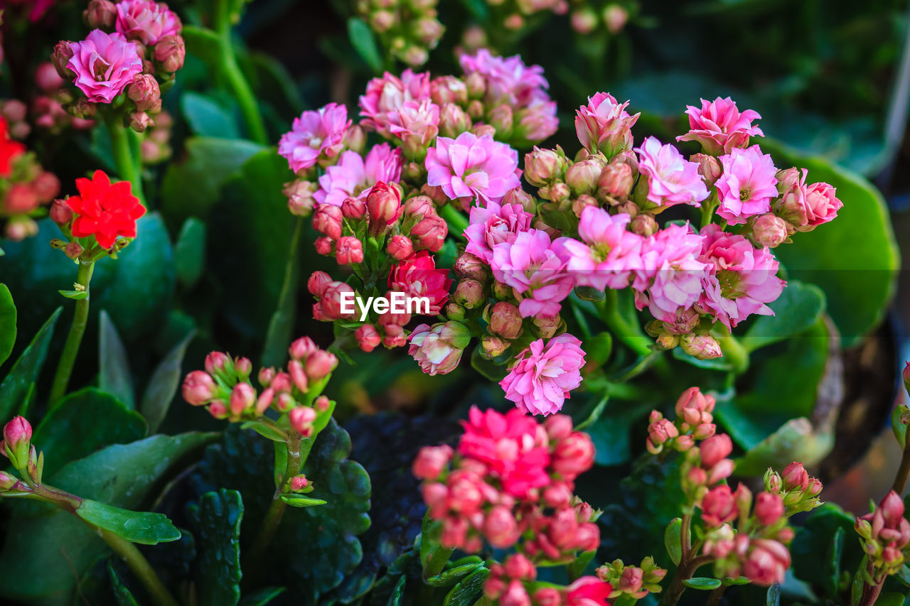 CLOSE-UP OF PINK AND PURPLE FLOWERS