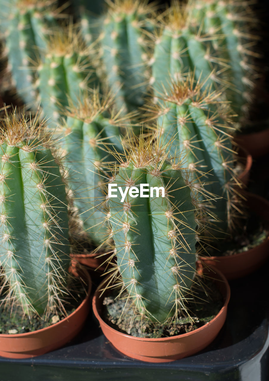 CLOSE-UP OF CACTUS GROWING BY POTTED PLANT