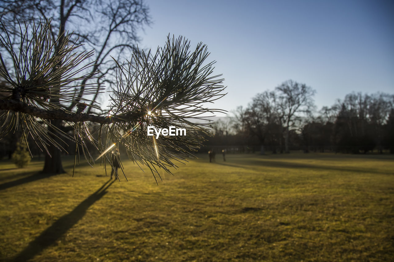 TREES IN GRASS